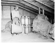 Dairy farming 